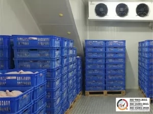 Standarisasi Suhu Cold Storage: Chilled Room hingga Blast Freezer Custom BJT